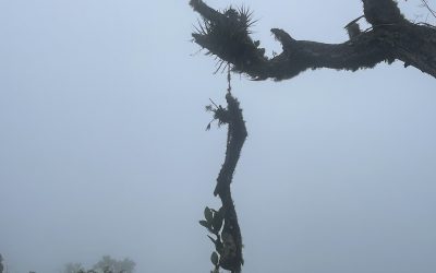 La corrupción del mercado: lo mejor pervertido