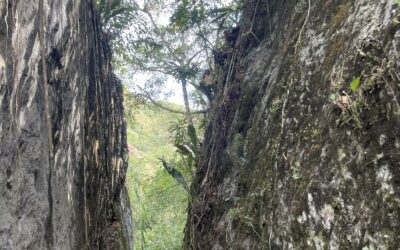 Servilismo un obstáculo de la Sinodalidad ¿Es el caso ecuatoriano?