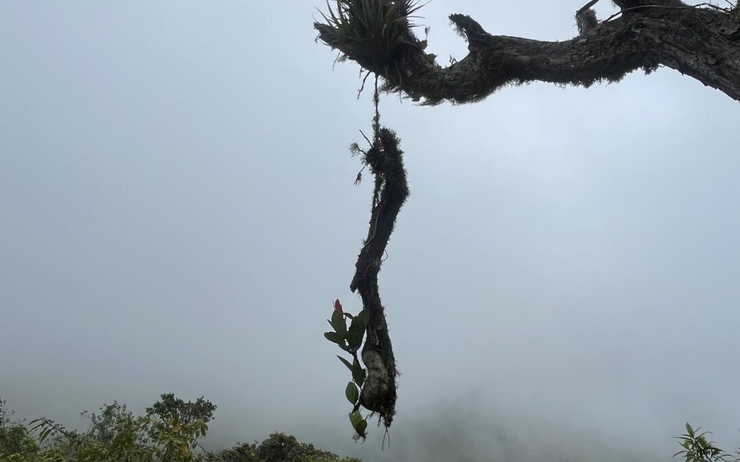 Represión como negación del diálogo: caso Daniel Noboa