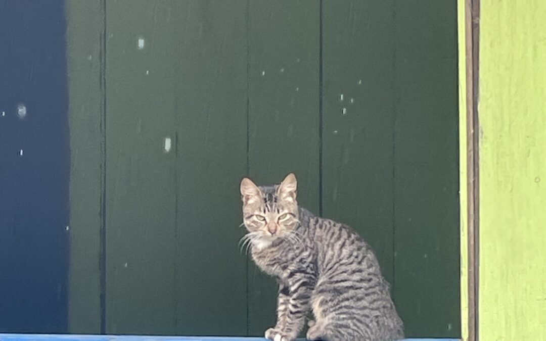 “Convoyes humanitarios» para reprimir: cuando la ayuda se convierte en máscara del poder