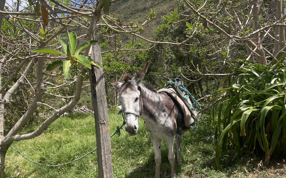 Los derechos de la Naturaleza en la Constitución ecuatoriana: un nuevo pacto entre humanidad y vida