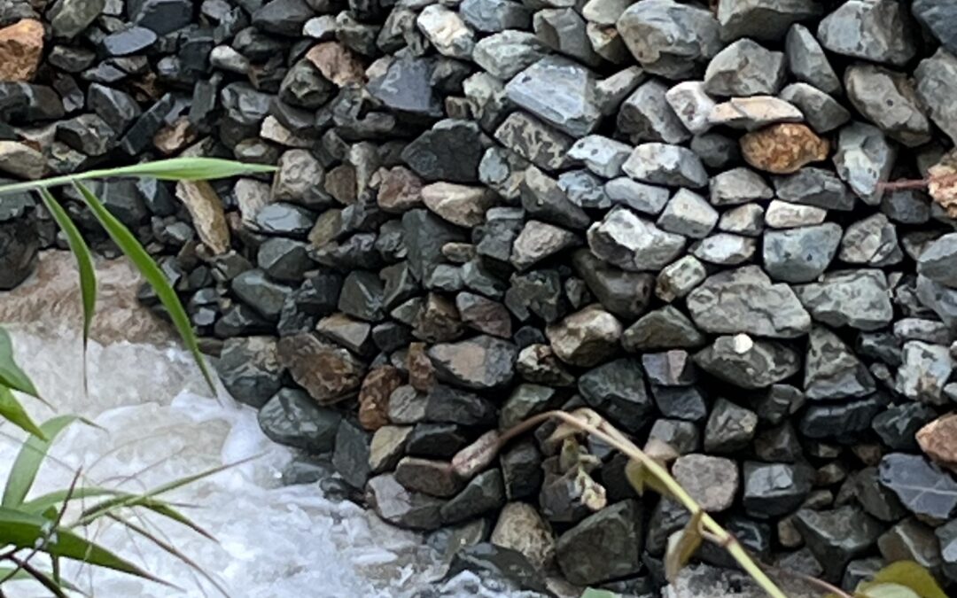 Allí donde se evita la simulación y se afirma la verdad, la dignidad humana se hace visible