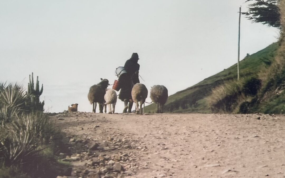 Pastora, ovejas y de regreso a los pajonales...